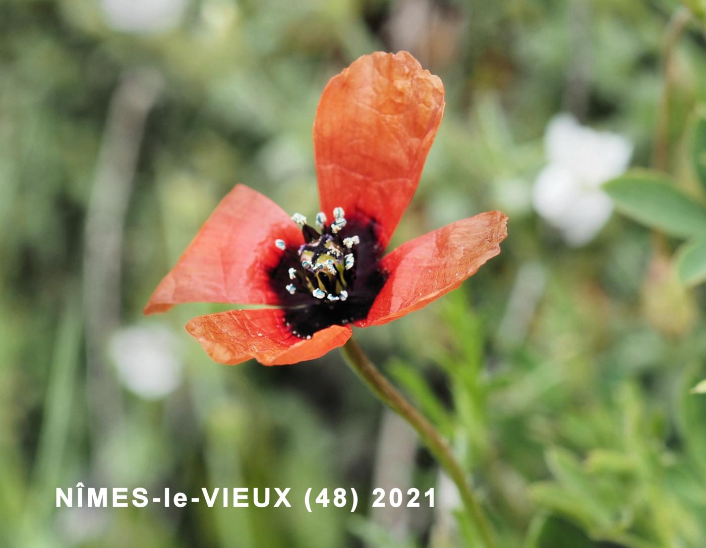 Poppy, Long-headed Prickly flower